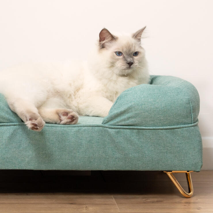 Sød hvid fluffy kat sidder på blå teal blå memory foam katteseng med Gold hårnåle fødder