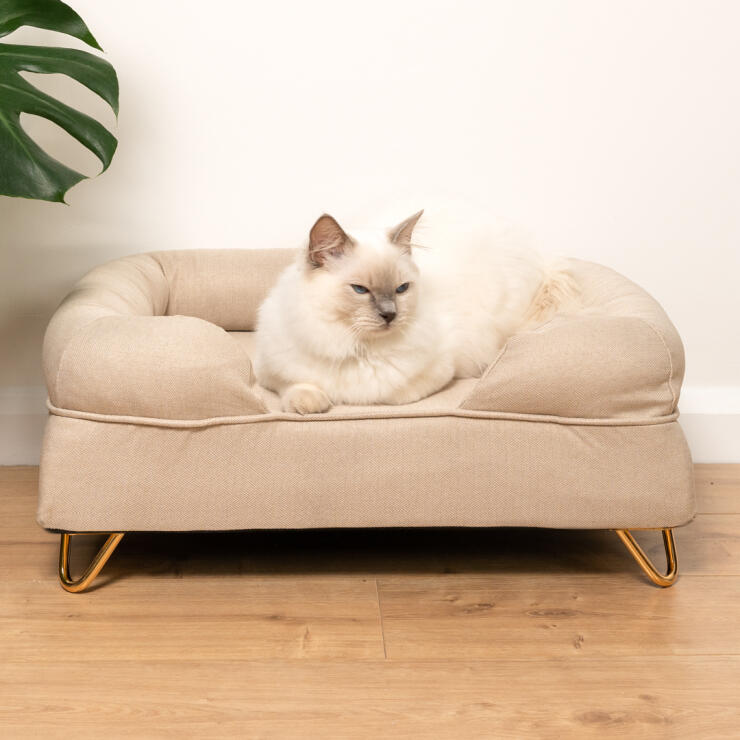 Mignon chat blanc et pelucheux assis sur un lit à traversin en mousse naturelle à mémoire de forme beige avec Gold pieds en épingle à cheveux