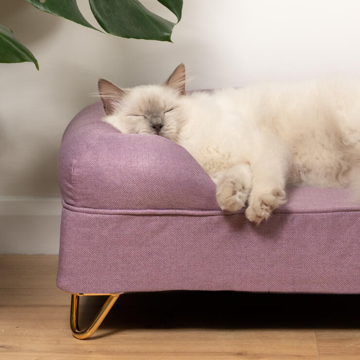 Schattige witte pluizige kat slapend op lavendel lila traagschuim kattenbolster bed met Gold haarspeld pootjes