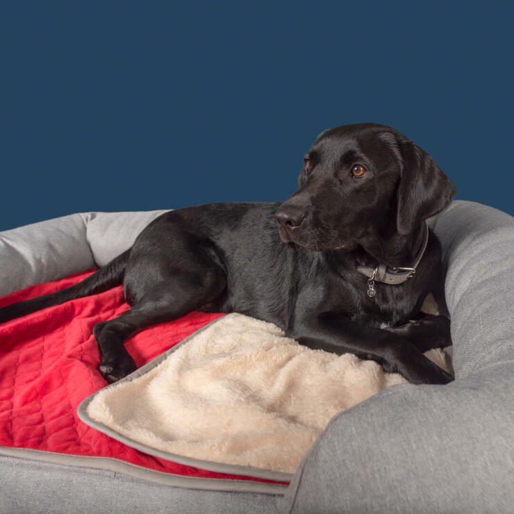 Labradoren Roger elsker at putte sig med det julestjernerøde tæppe i sin store seng med støttekant.