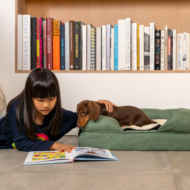 Dog Investigating Girl's book while laying on Omlet Memory Foam Bolster Dog Bed