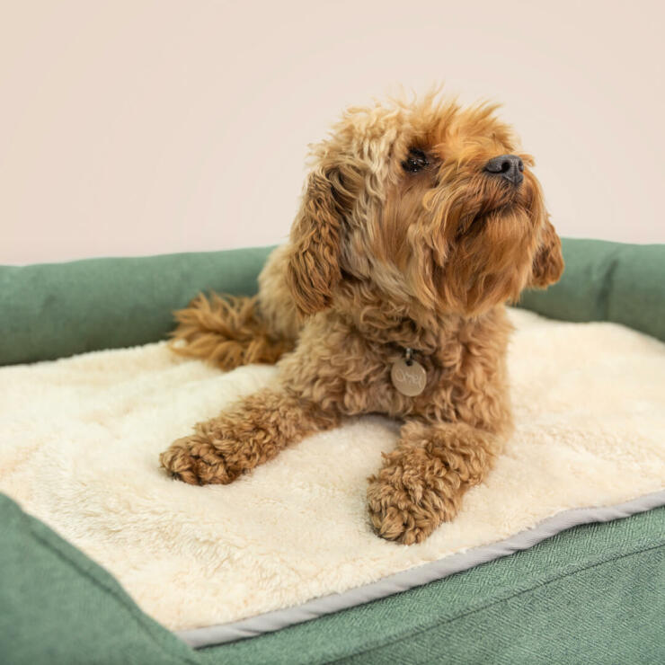 Umieść koc w legowisku dla psa, aby uzyskać dodatkową przytulną warstwę podczas chłodniejszych miesięcy.