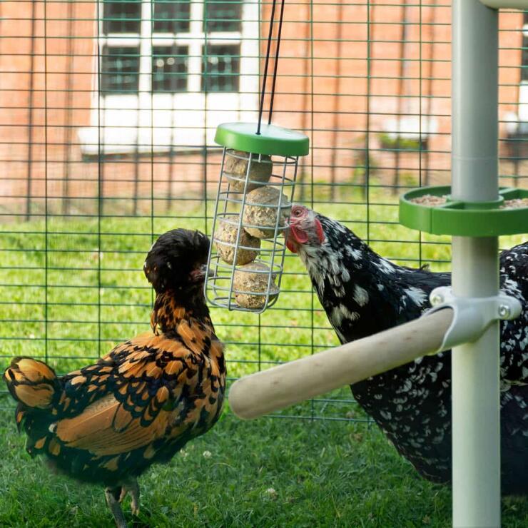 Hühner picken leckerbissen in Caddi leckerbissenhalter, der an Poletree im hühnerauslauf hängt