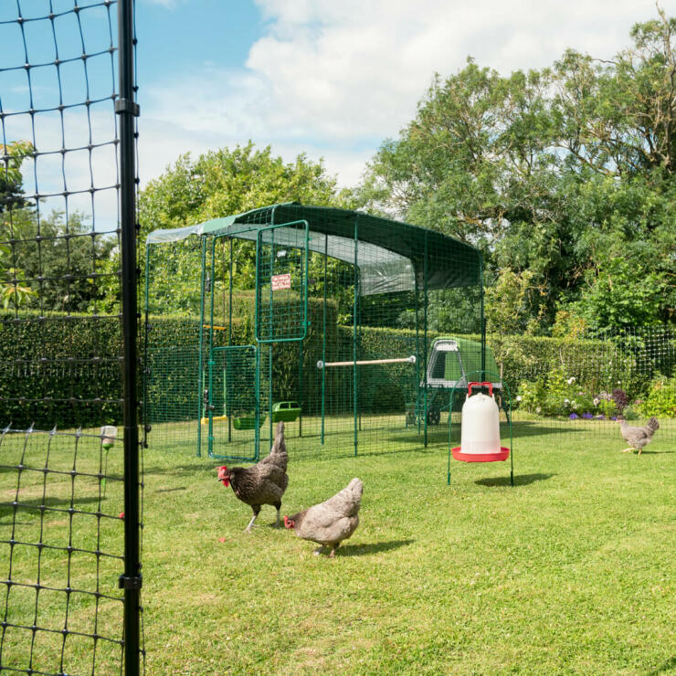 Chickens feeding in a garden with a walk in run with covers over the top