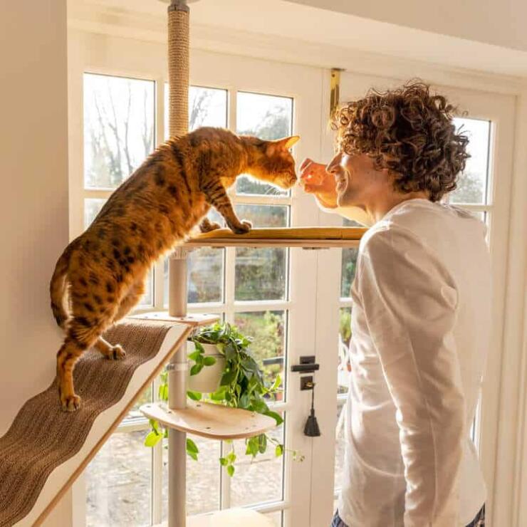 Cat on tall cat tower sniffing man