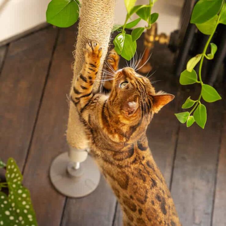 Kat krabt aan de sisalpaal van een Omlet Freestyle binnenkattenboom