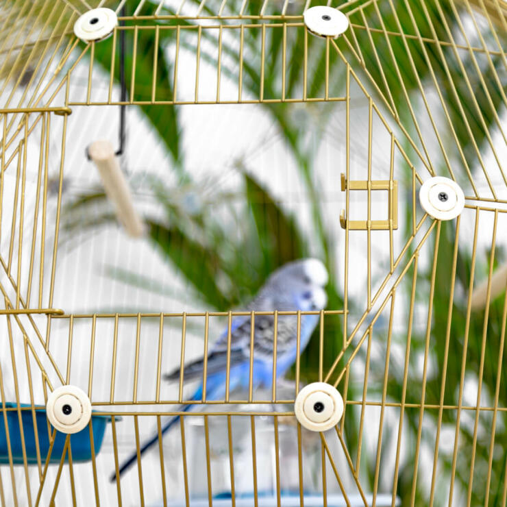 Budgie in Omlet Geo Bird Cage with Gold Cage