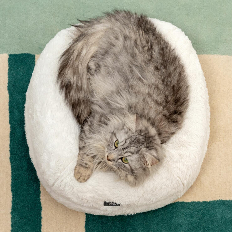 Un gato tumbado en la cama donut blanca nieve, con aspecto de estar calentito y contento