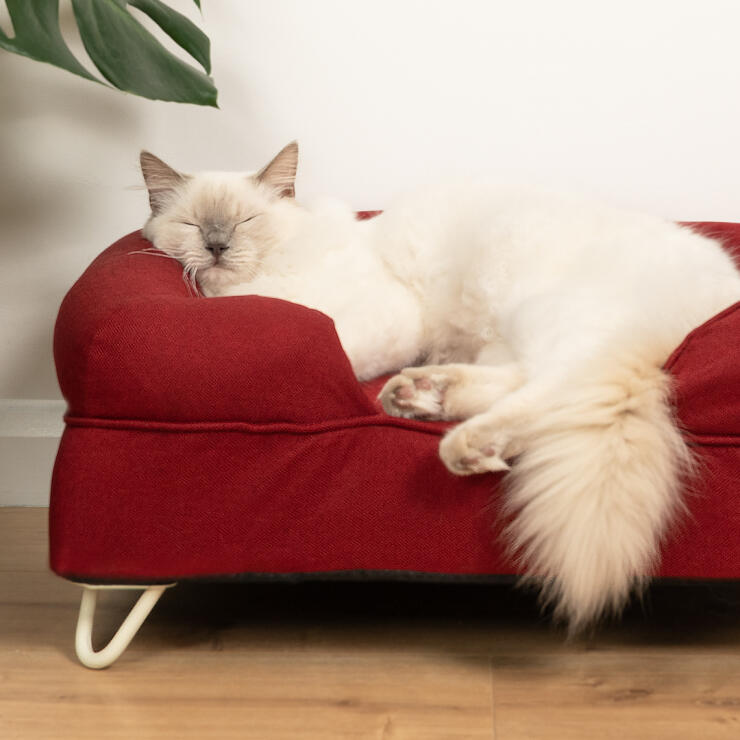 Schattige witte pluizige kat slapen op merlot traagschuim kat bolster bed met witte haarspeld voeten
