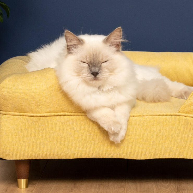 Sød hvid fluffy kat sidder på mellow yellow memory foam katteseng med messingfødder
