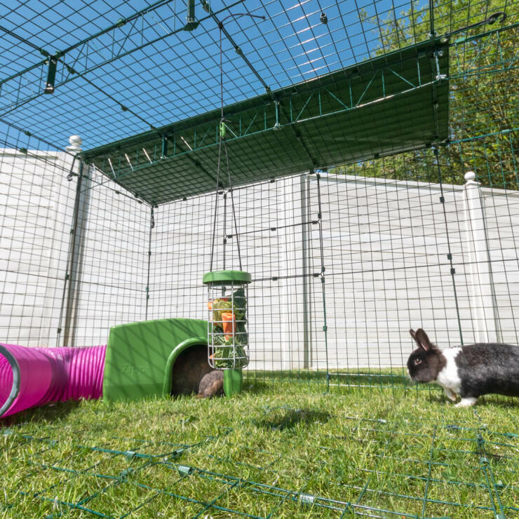 Inside Omlet Zippi Rabbit Playpen with Rabbits, Caddi Treat Holder and Zippi Shelter