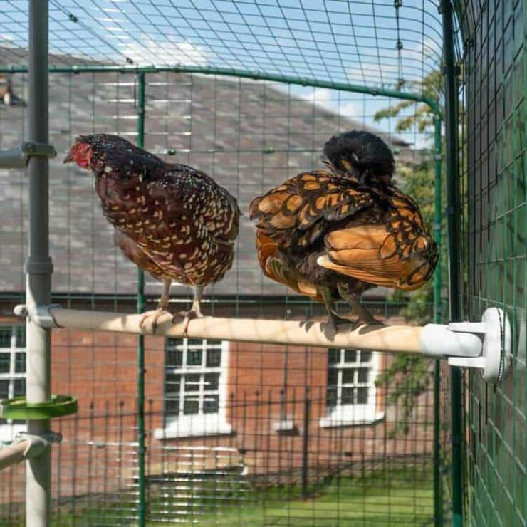 Kippen zitten op zitstok aangesloten op Poletree en lopen in kippenren