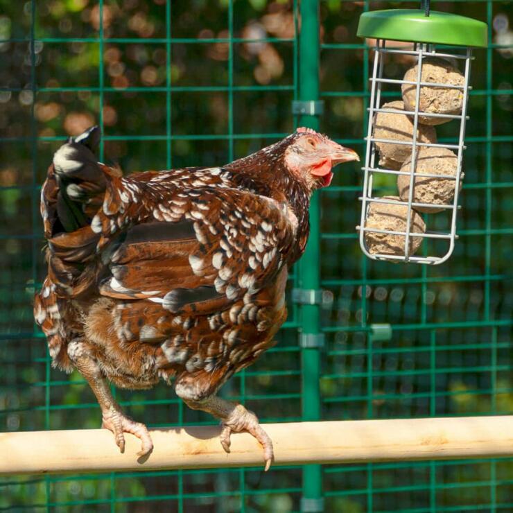 Un pollo in piedi su un trespolo che becca del mangime