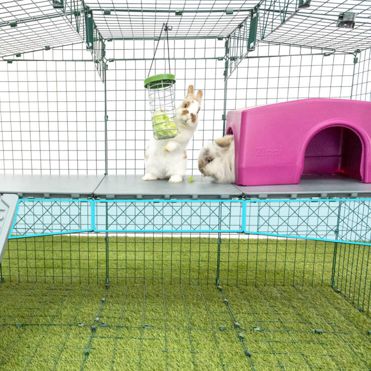 Rabbits in Omlet Zippi Rabbit Playpen with Zippi Platforms, Caddi Treat Holder and Purple Zippi Shelter