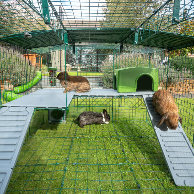 Tres conejos dentro del parque para conejos Zippi de Omlet con dos de los conejos sobre las plataformas Zippi