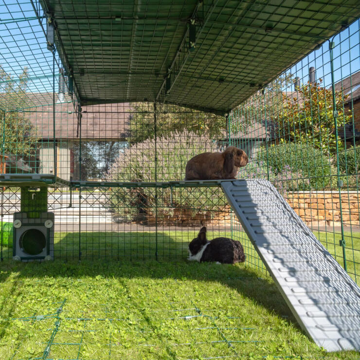 Rabbits inside Omlet Zippi Rabbit Playpen, one underneath and one on Zippi Platforms