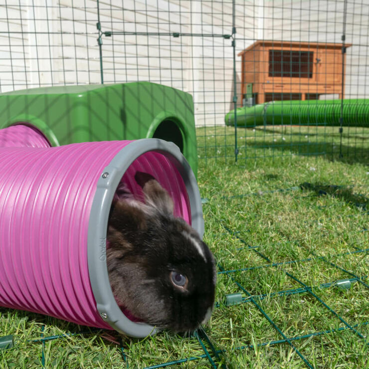 Aggiungi degli accessori al recinto per conigli con i tunnel gioco della Omlet per riprodurre le tane naturali in natura.