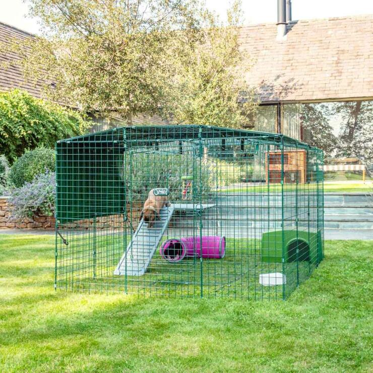 Conigli che giocano nel recinto accessoriato con piattaforme e giochi