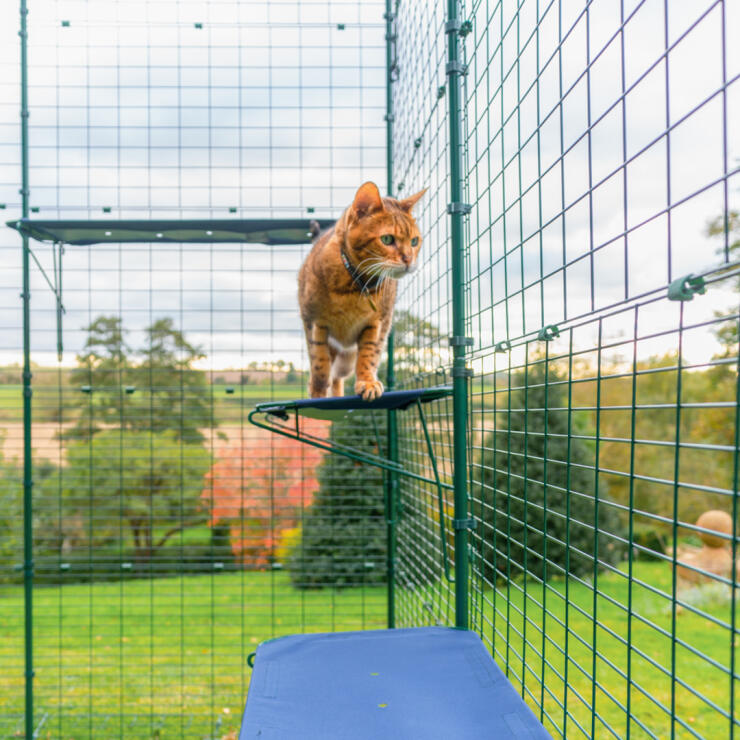 Gemberkat staand op Omlet outdoor kattenplank van stof in outdoor catio