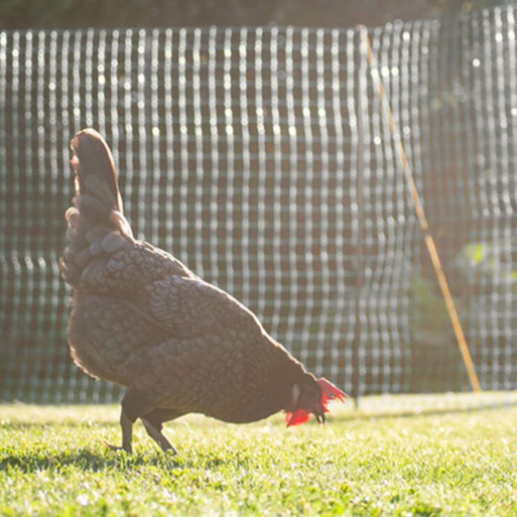 En høne, der hakker fra jorden på en solskinsdag bag et hønsehegn