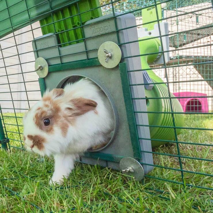 Konijn in een konijnenren buiten, verbonden met het konijnenhok met een tunnel