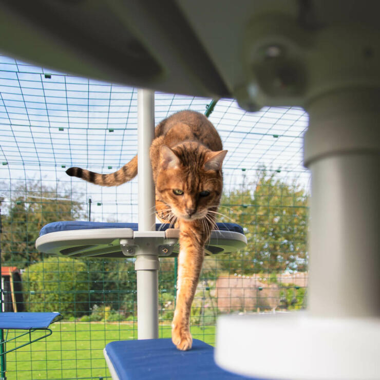 Un gatto in esplorazione del suo Freestyle personalizzato con accessori resistenti e impermeabili