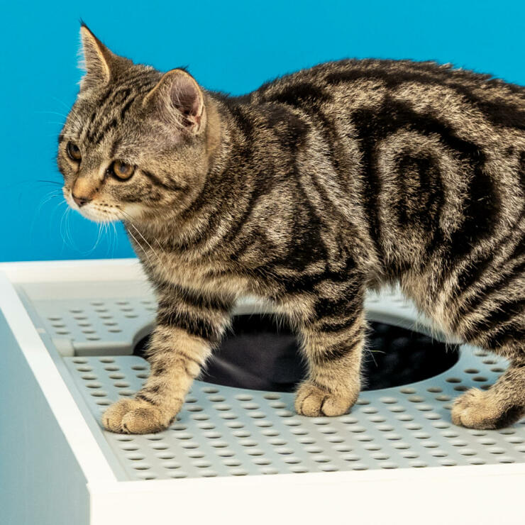 Cat on top of Maya Top Entry Cat Litter Box