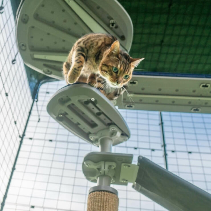 Gatto che salta giù da Freestyle piattaforma albero gatto all'aperto in un esterno Omlet catio