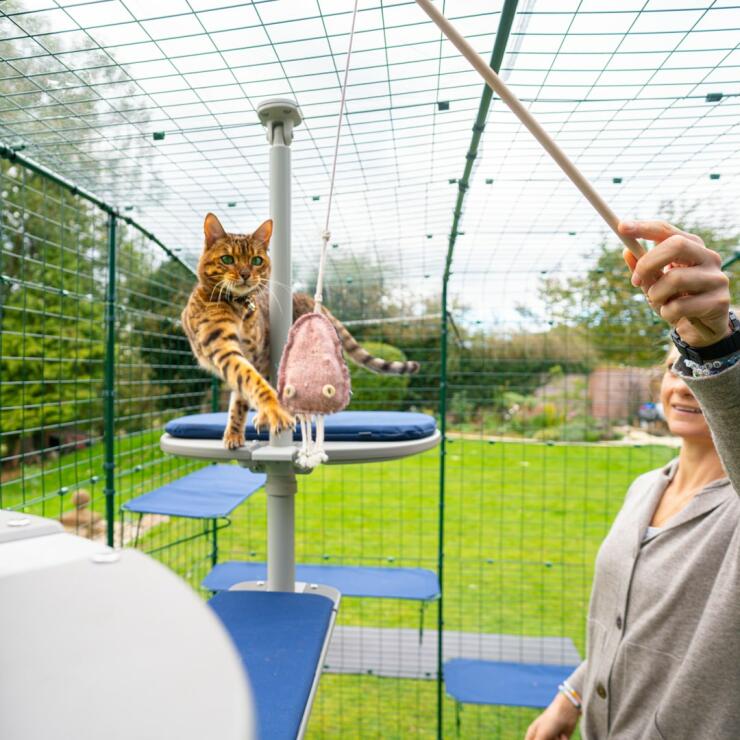 Eine Katze im Omlet Katzengehege spielt auf dem Freestyle Outdoor Kletterbaum mit einem Maya Katzenspielzeug