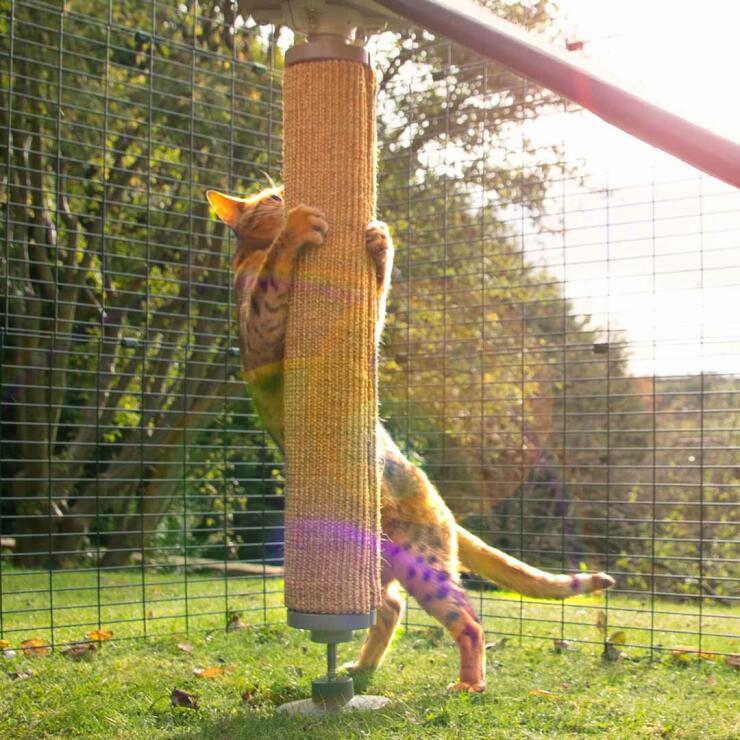 Gato jugando en su recinto con el rascador de sisal reemplazable del trepador para gatos de exterior Freestyle