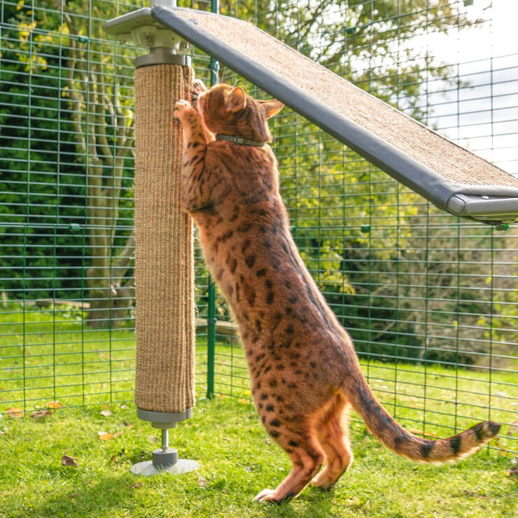 Kat bruger kradsetræet på et Freestyle udendørs kattetræ i et udendørs kattegård