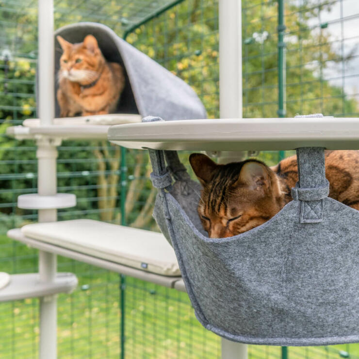 Un gato durmiendo en la hamaca y otro jugando en la guarida del sistema de postes para gatos de exterior