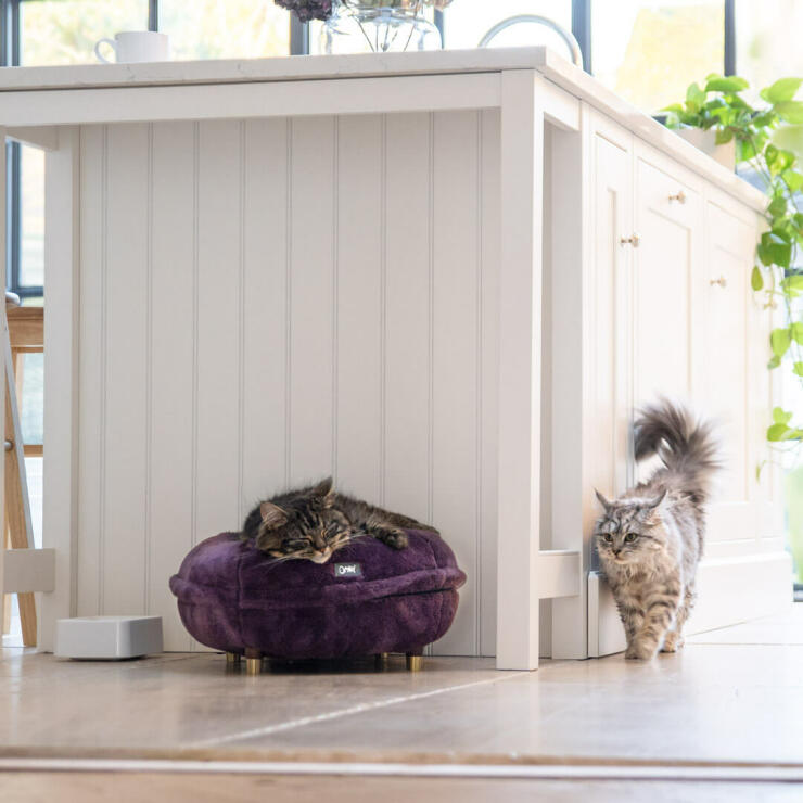 Gatos en una cocina, uno de ellos durmiendo en una  suave cama donut para gatos violeta.