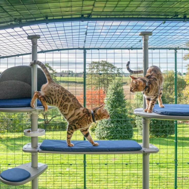 Cats playing in their Tall Grey Cat Tree in the Omlet Catio, a perfect way to give your cats a safe outdoor place to explore
