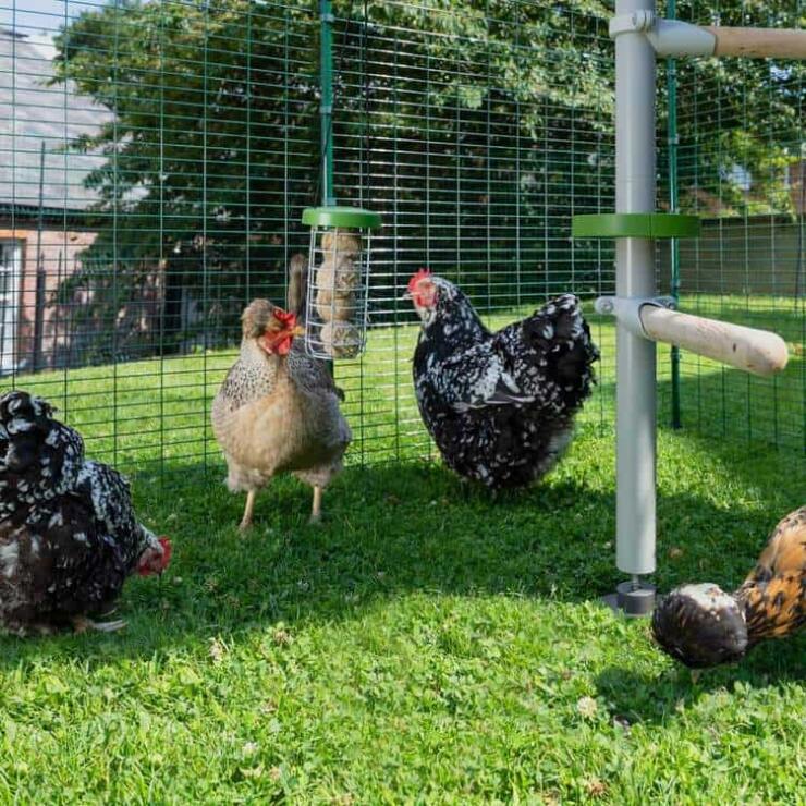 Chickens in walk in chicken run with Caddi treat holder hanging from Poletree