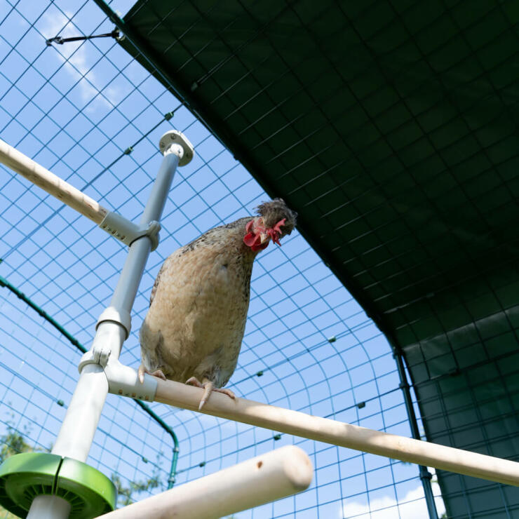 Huhn im Poletree barschsystem