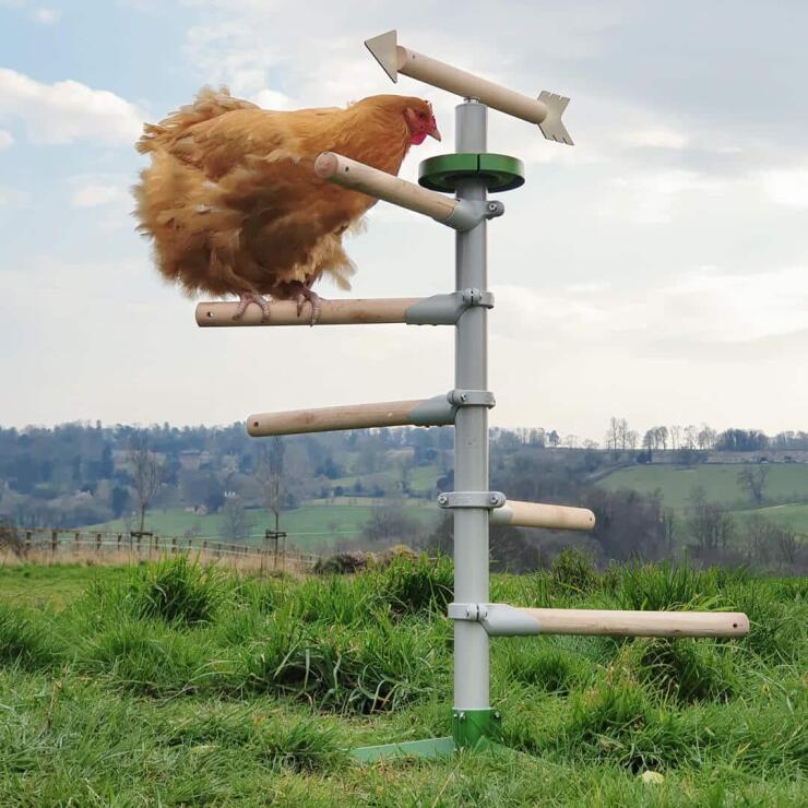 Non importa la dimensione o l'età dei vostri polli, questo trespolo per polli sarà il perfetto intrattenimento.