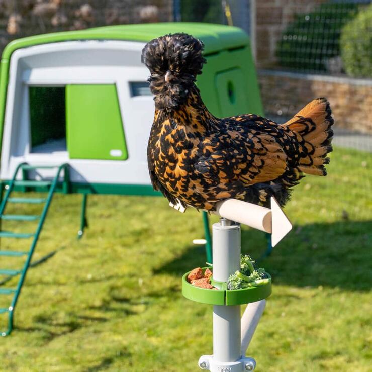 una gallina appollaiata sul freestanding posatoio universale