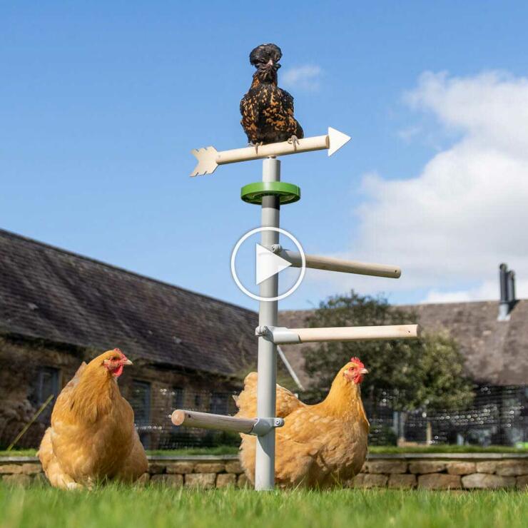 Pollos posados en el jardín en el Omlet percha universal independiente para pollos