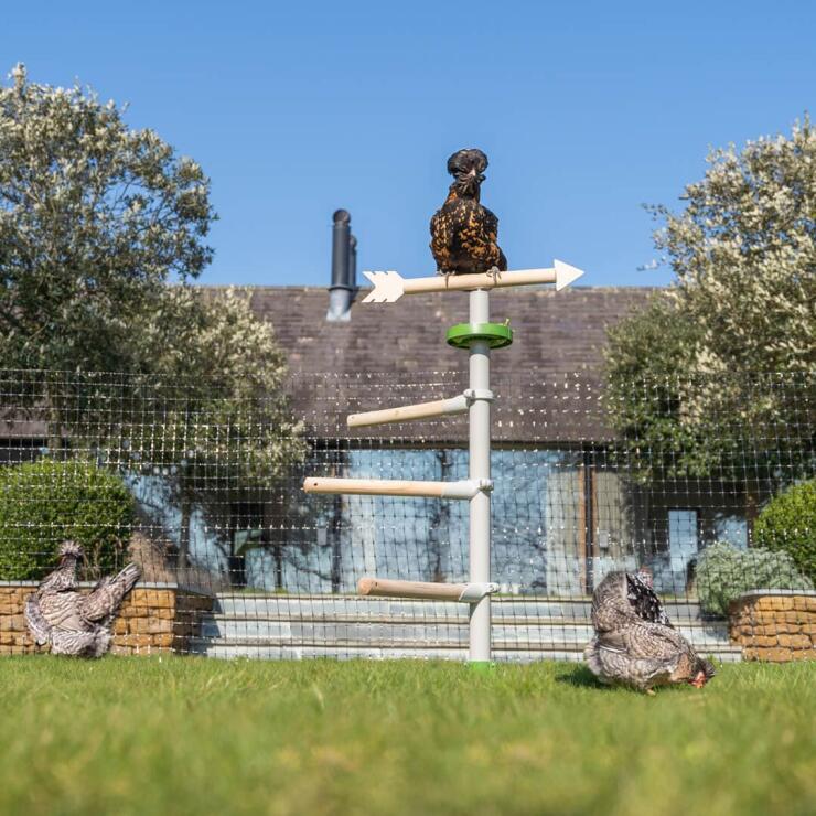 Eine Hühnerschar spielt im Garten mit Hühnerspielzeug und auf dem freistehenden Hühnerstangensystem