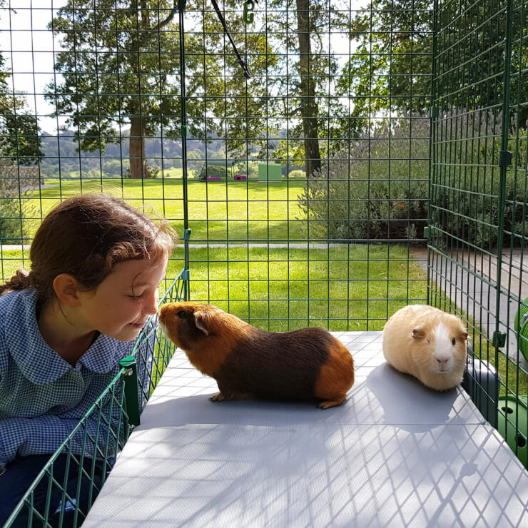 Girl and guinea pig sniffing each other on Zippi platforms inside of Omlet Zippi guinea pig playpen