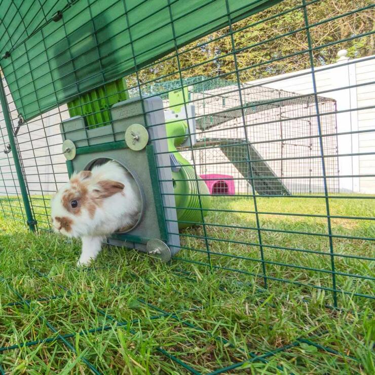 Conejo entrando a un recinto exterior desde el túnel para conejos zippi