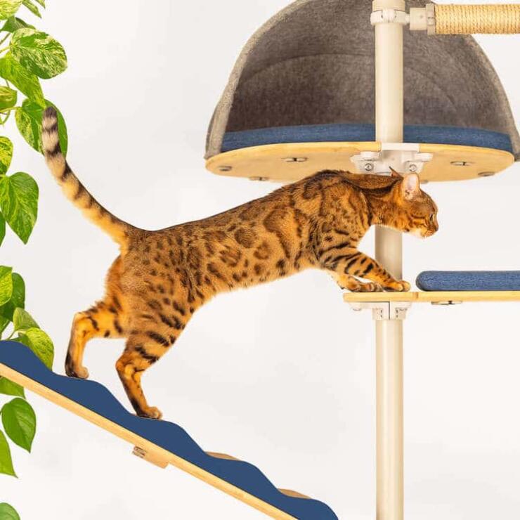 Cat climbing Omlet Freestyle Indoor Cat Tree