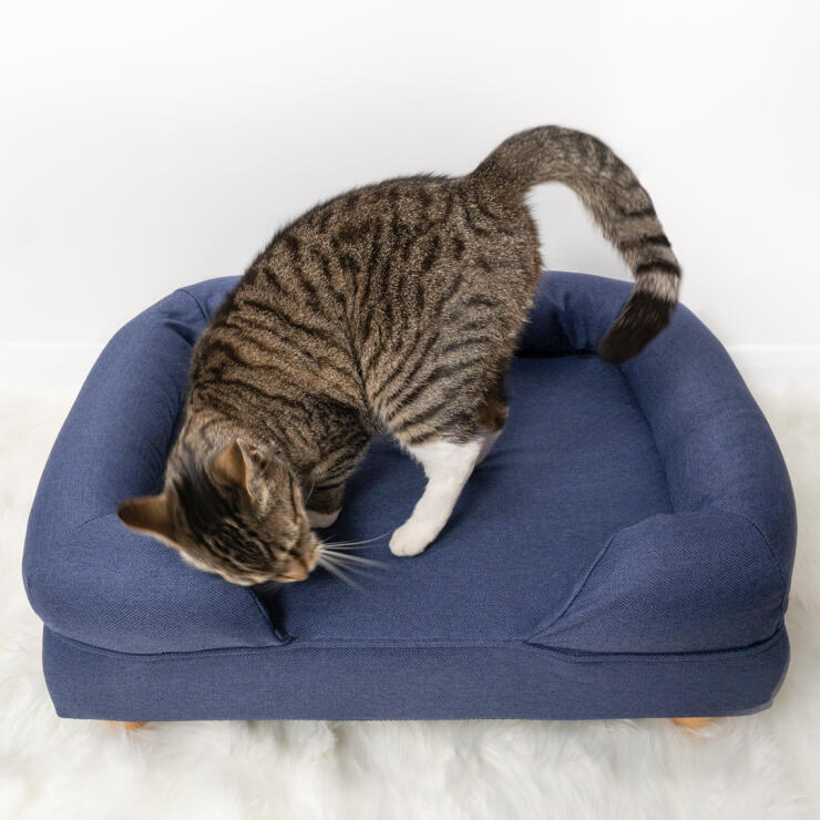 Lindo gato se pone cómodo en la cama de espuma azul medianoche para gatos