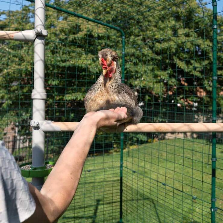 Persona extendiendo la mano a la gallina sentada en la percha de Poletree en el corral de gallinas