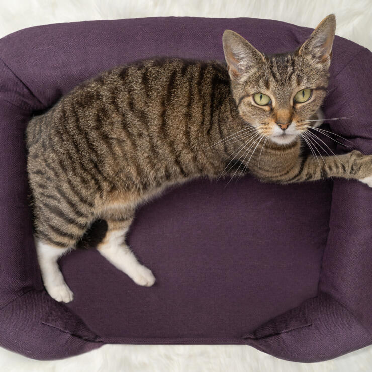 Vista superior del gato sentado en la cama para gatos de color púrpura Maya donut
