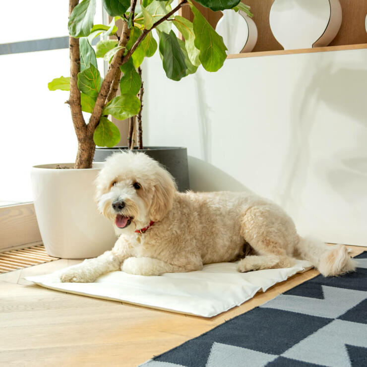 Un angolo fresco e confortevole per riposare, Il materassino refrigerante Omlet sarà l'accessorio preferito dal cane quest'estate.