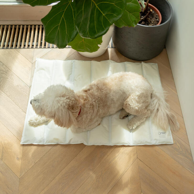 La mousse en mémoire de forme offre un confort inégalé. Vous pouvez placer le matelas sur le lit de votre chien ou à même le sol.