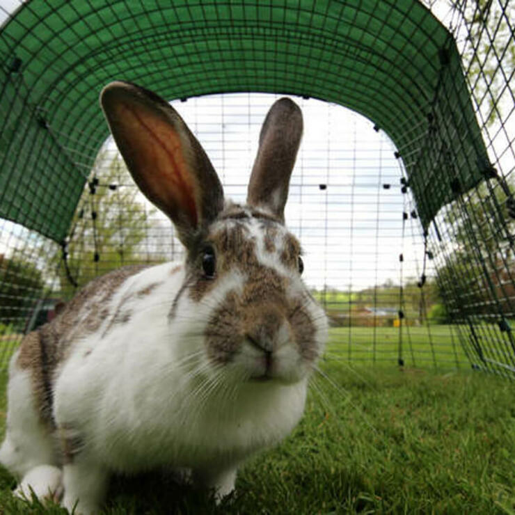 La gabbia per conigli è così spaziosa che i vostri conigli possono zoppicare al suo interno.