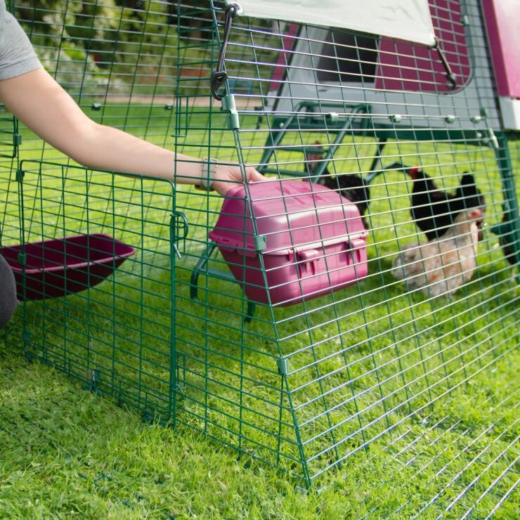 Las dos puertas del Eglu Go Up se abren de forma independiente, permitiéndote alimentar a tus gallinas o dejarlas salir a deambular por el jardín